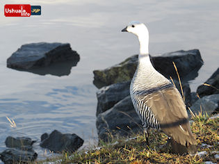 14:18 hs. Un cauquén comun macho reposa en la costa de Ushuaia