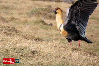 16:46 hs. Una bandurria agita sus alas