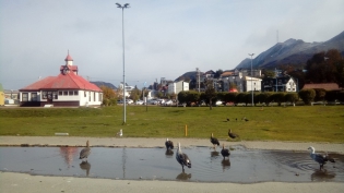 13:12 hs. Cauquenes en el Paseo de las Rosas