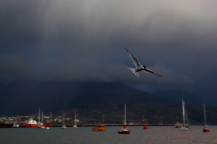 21:19 hs. Un gaviotÃ­n busca sus presas en las aguas de la bahÃ­a