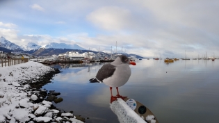 14:28 hs. Gaviota en el paseo costero