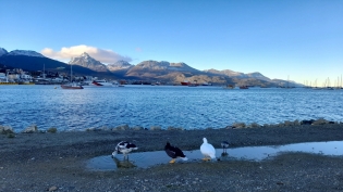 16:11 hs. Cauquenes y gaviota en la costa