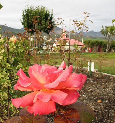 Volvieron las Rosas al Paseo