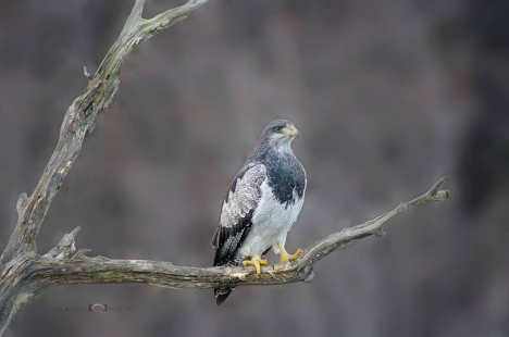 El fotógrafo Claudio Poeta expondrá sus obras