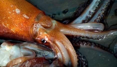 Evalúa el stock sudpatagónico de calamar argentino