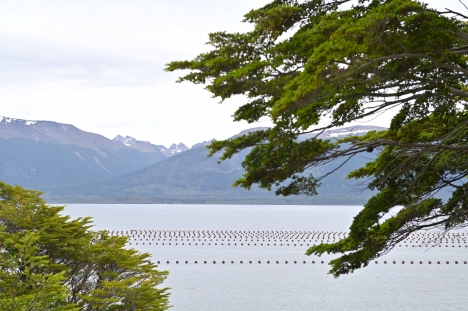 Declaran veda de moluscos bivalvos en Punta Paraná por alerta de marea roja